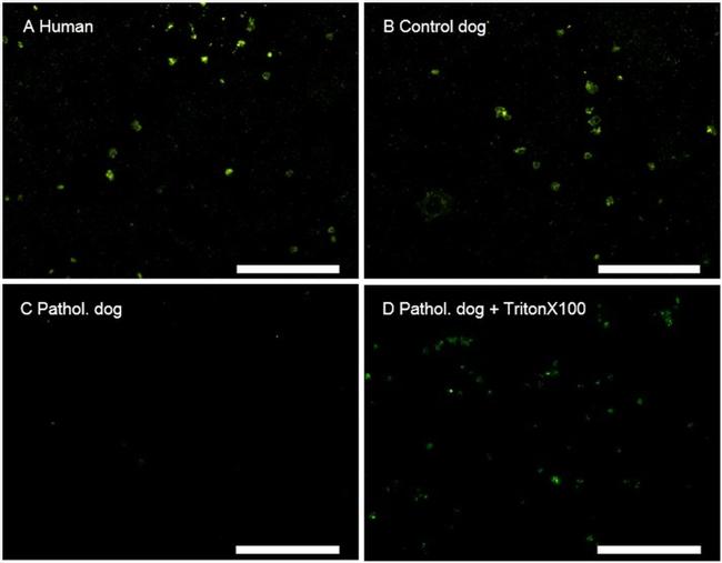 CD42a Antibody in Immunocytochemistry (ICC/IF)