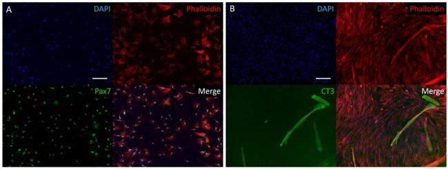 PAX7 Antibody in Immunocytochemistry, Immunohistochemistry (ICC/IF, IHC)