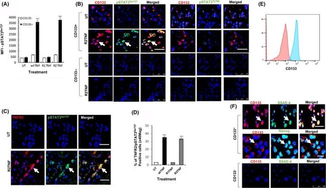 SSEA4 Antibody in Immunocytochemistry (ICC/IF)