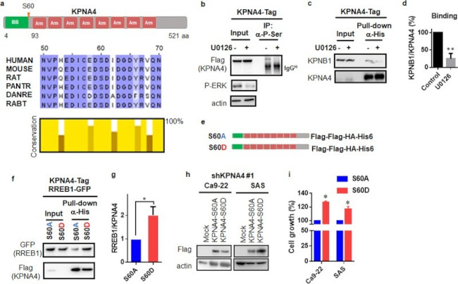 KPNA4 Antibody