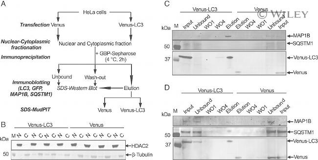 HDAC2 Antibody in Western Blot (WB)