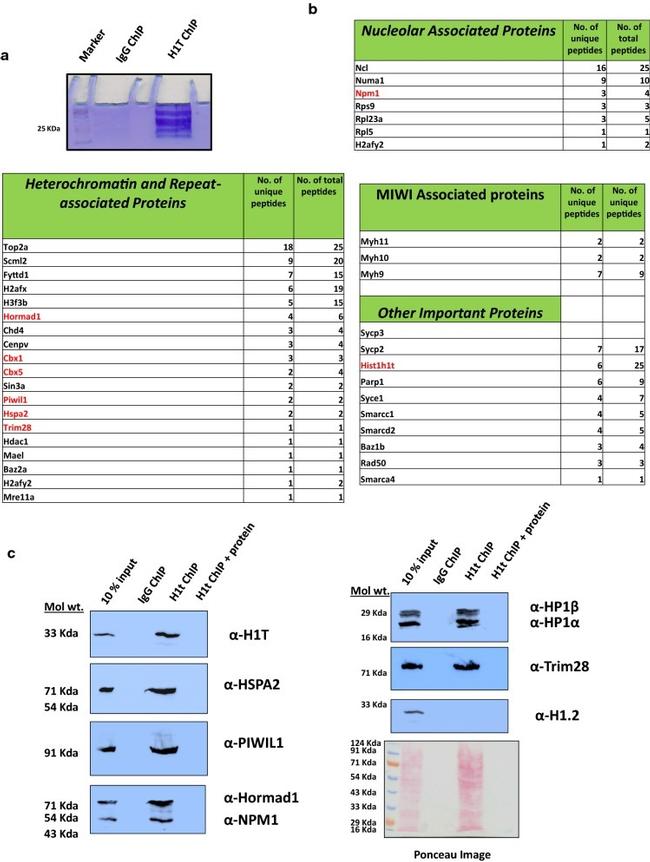 HSPA2 Antibody in Western Blot (WB)