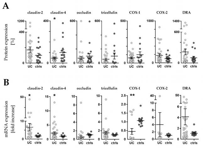 Claudin 2 Antibody in Western Blot (WB)