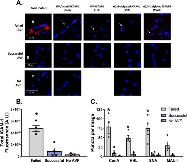 CD54 (ICAM-1) Antibody in Proximity Ligation Assay (PLA) (PLA)