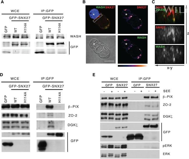 ZO-2 Antibody in Western Blot (WB)