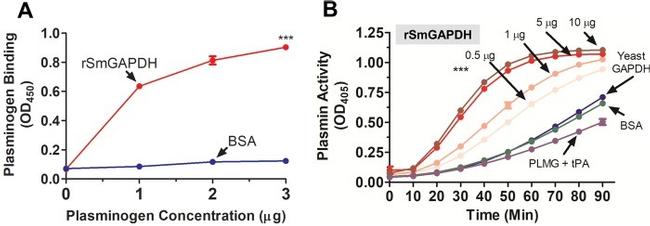 Plasminogen Antibody in ELISA (ELISA)