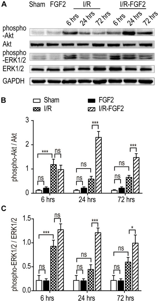 ERK1/ERK2 Antibody in Western Blot (WB)