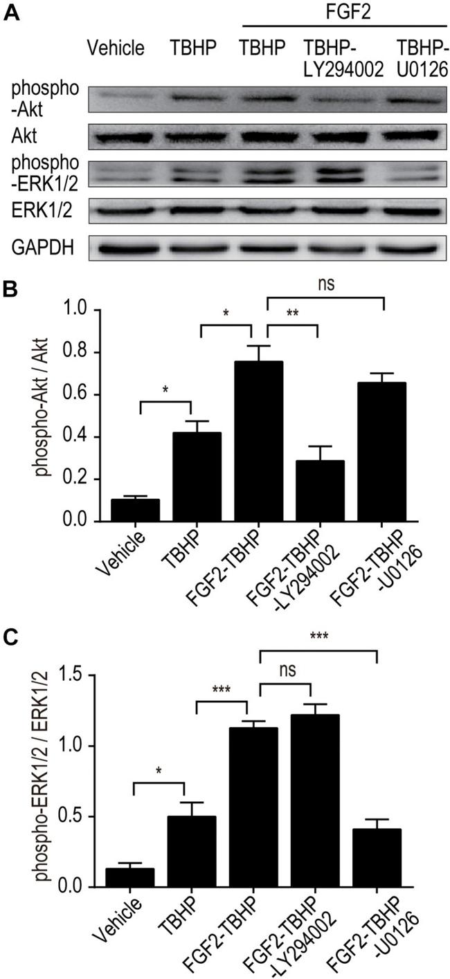 ERK1/ERK2 Antibody in Western Blot (WB)