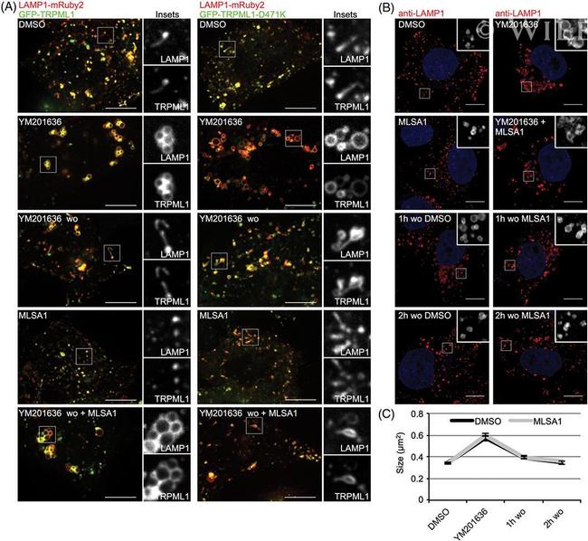 LAMP1 Antibody in Immunocytochemistry (ICC/IF)