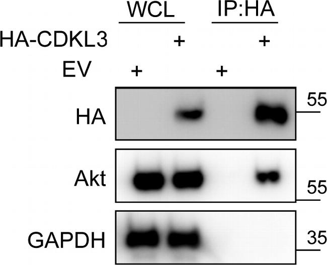 AKT Pan Antibody in Western Blot (WB)