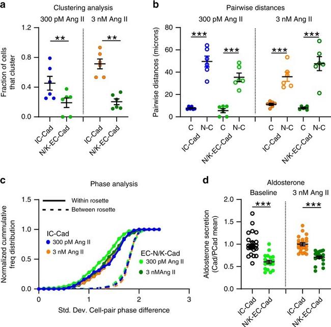 K-cadherin Antibody in Neutralization (Neu)