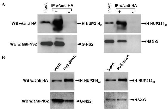 Influenza A NS2 Antibody in Western Blot (WB)