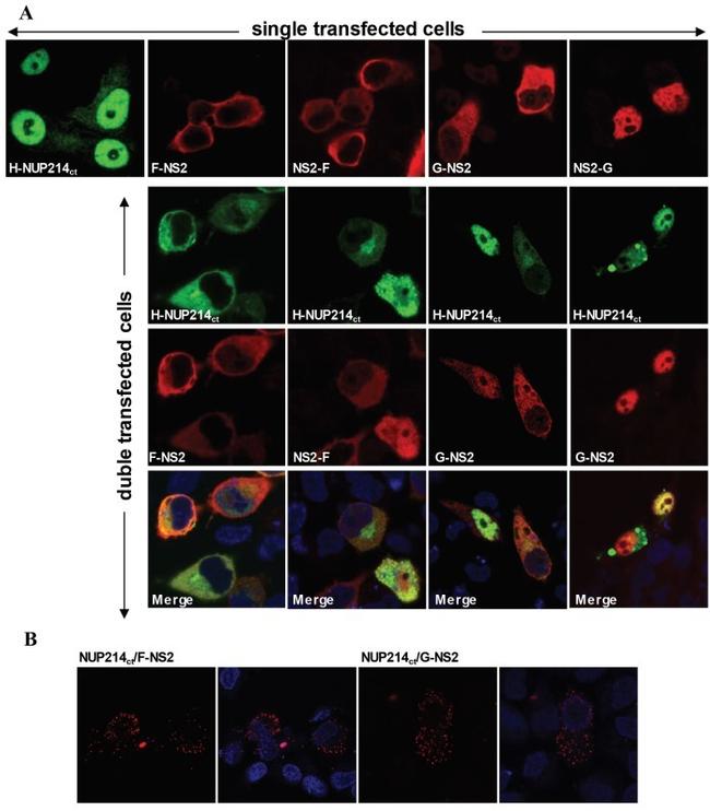 Influenza A NS2 Antibody in Immunocytochemistry (ICC/IF)