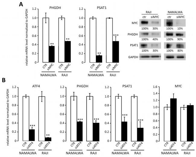 PSAT1 Antibody in Western Blot (WB)