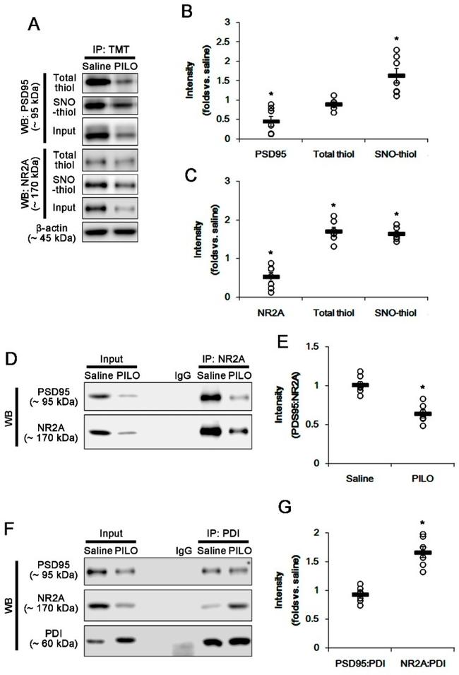 NMDAR2A Antibody in Western Blot, Immunoprecipitation (WB, IP)