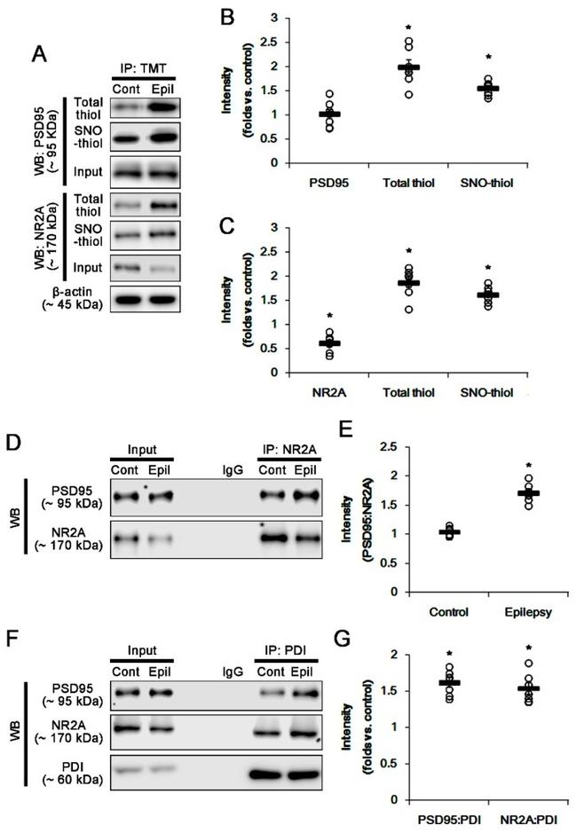 NMDAR2A Antibody in Western Blot, Immunoprecipitation (WB, IP)