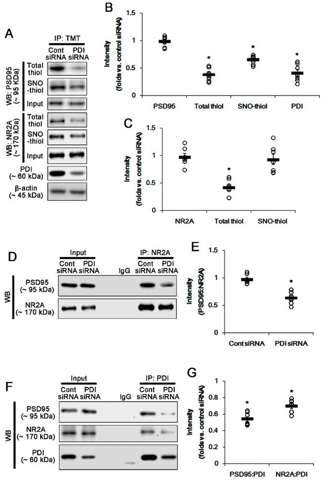 NMDAR2A Antibody in Western Blot, Immunoprecipitation (WB, IP)