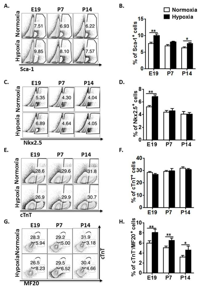 Nkx2.5 Antibody in Flow Cytometry (Flow)