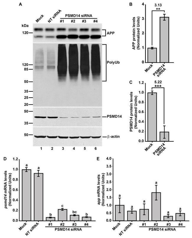 beta Amyloid Antibody in Western Blot (WB)