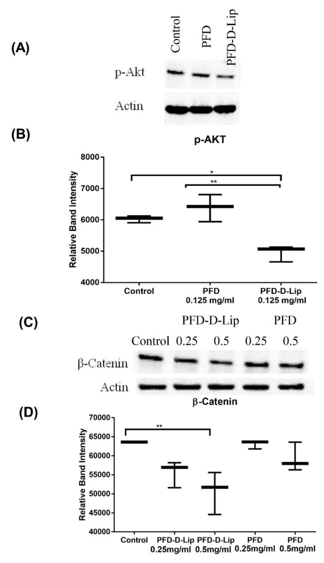 beta Catenin Antibody in Western Blot (WB)