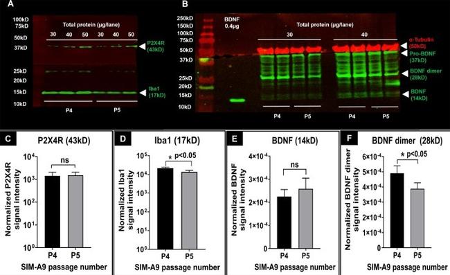 BDNF Antibody in Western Blot (WB)