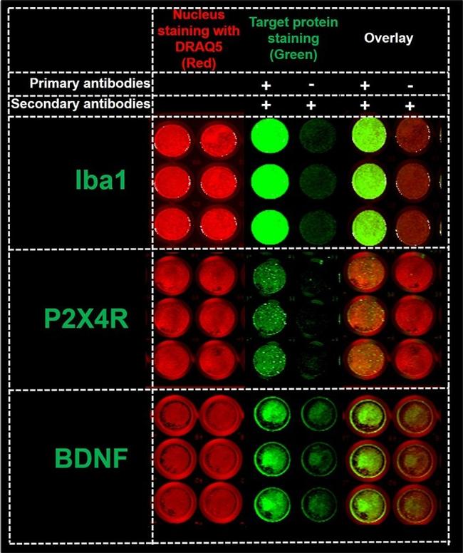 BDNF Antibody in Western Blot, Immunocytochemistry (WB, ICC/IF)