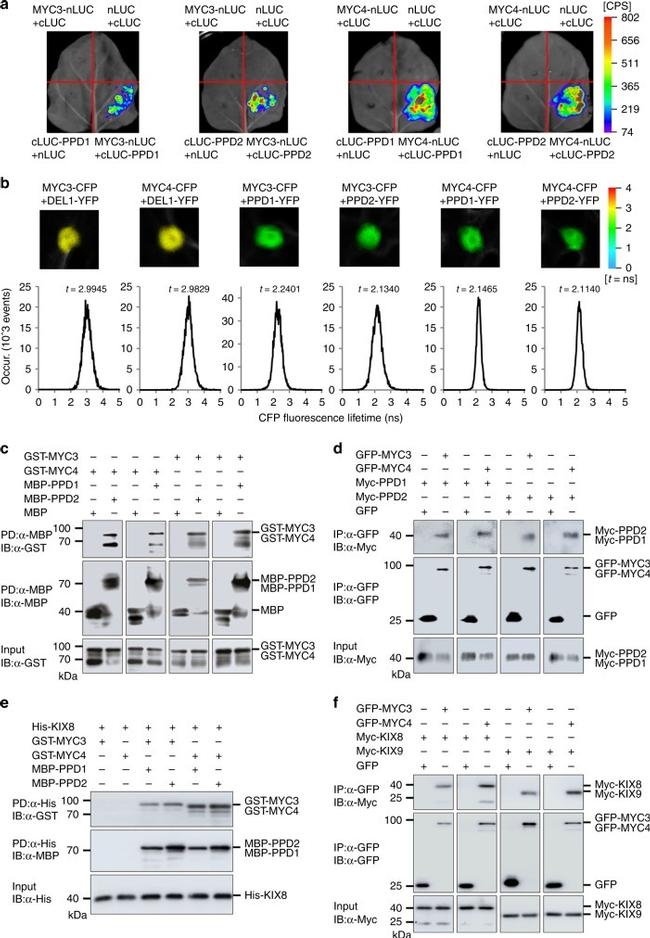 GFP Antibody in Western Blot, Immunoprecipitation (WB, IP)