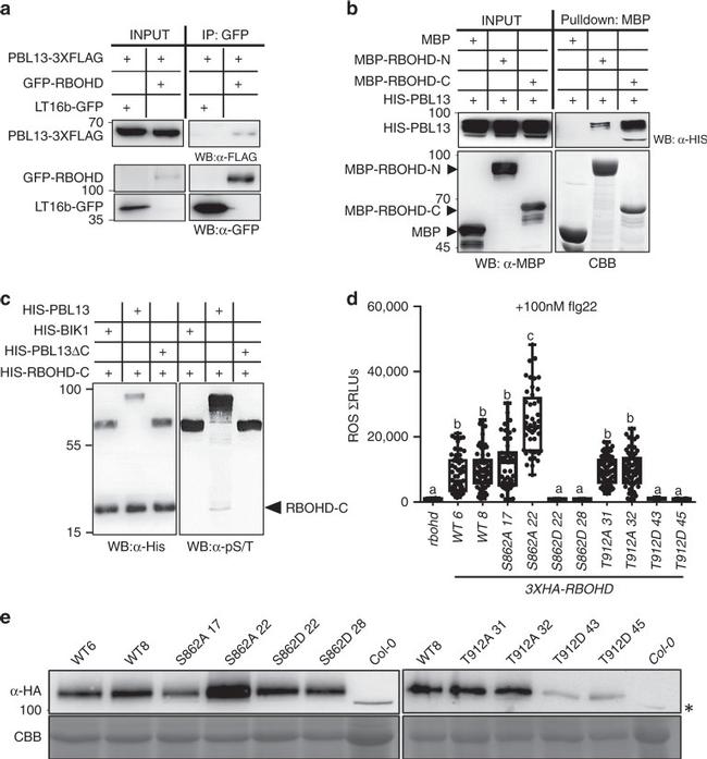 6x-His Tag Antibody in Western Blot (WB)