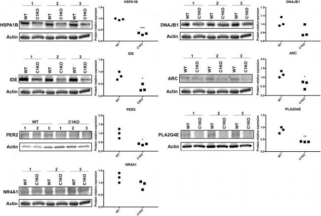 HSPA1B Antibody in Western Blot (WB)