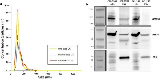 CD9 Antibody in Western Blot (WB)