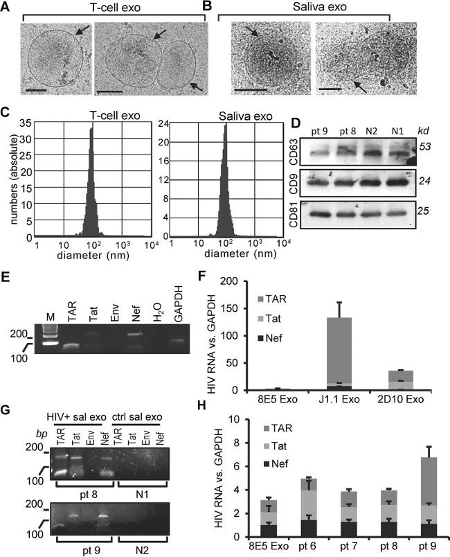 CD81 Antibody in Western Blot (WB)