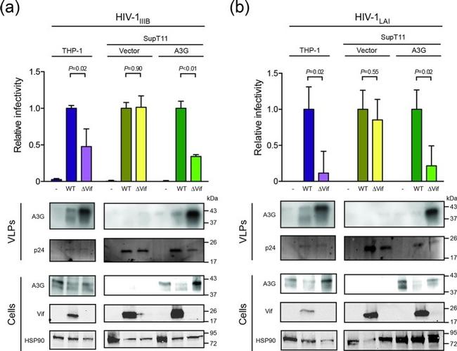 HSP90 beta Antibody in Western Blot (WB)