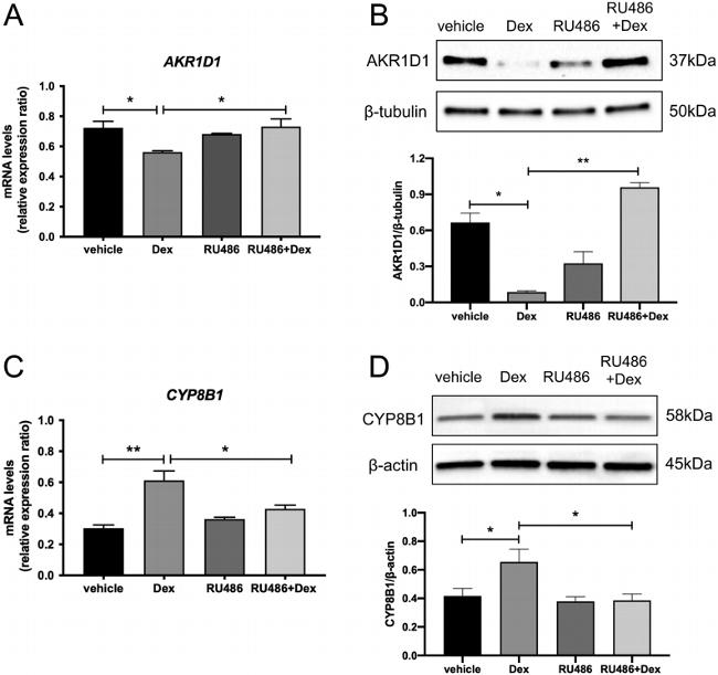 CYP8B1 Antibody in Western Blot (WB)