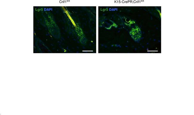 LGR5 Antibody in Immunocytochemistry, Immunohistochemistry (ICC/IF, IHC)