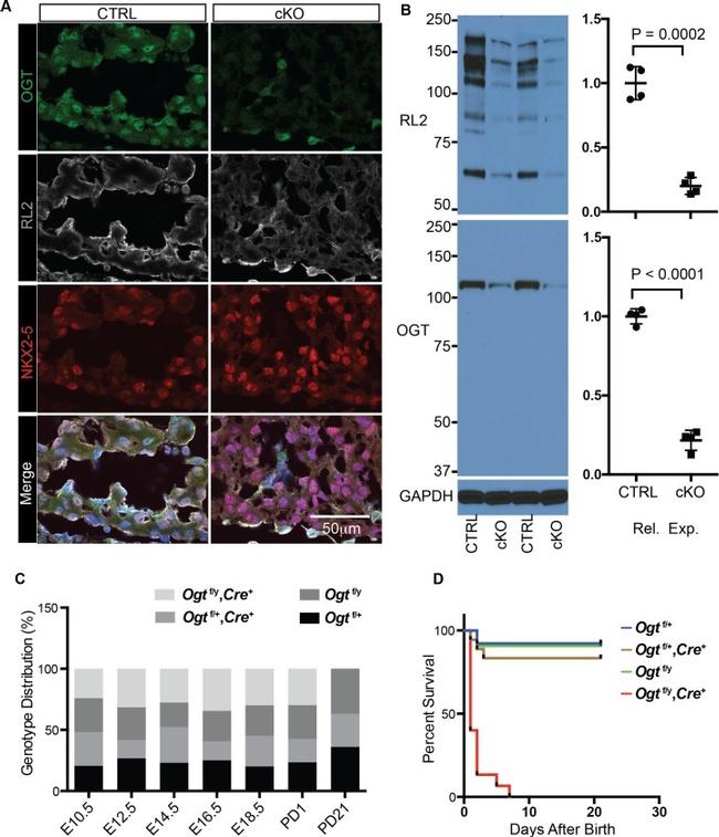 O-linked N-acetylglucosamine (O-GlcNAc) Antibody in Western Blot, Immunohistochemistry (WB, IHC)