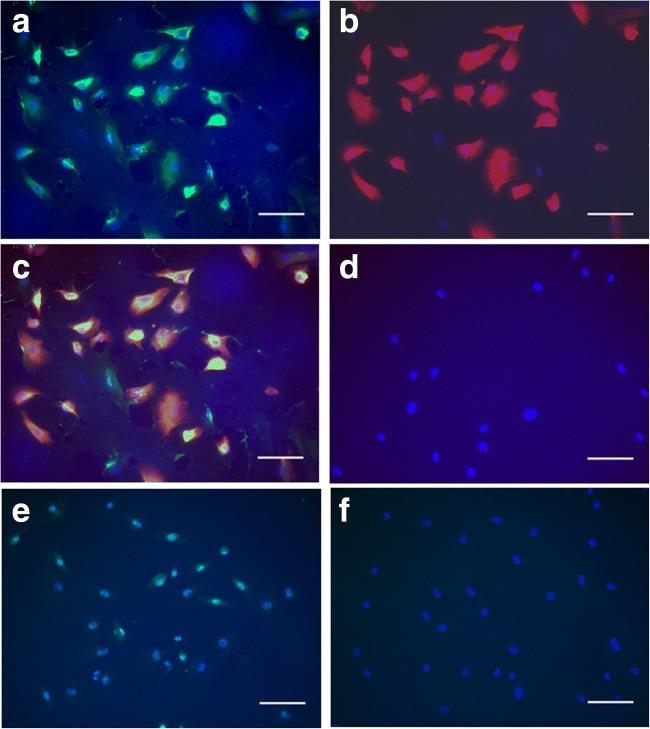 Cytokeratin 19 Antibody in Immunocytochemistry (ICC/IF)