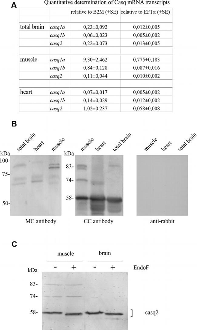 Calsequestrin Antibody in Western Blot (WB)