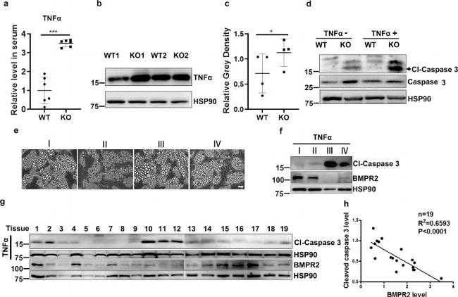 BMPR2 Antibody in Western Blot (WB)