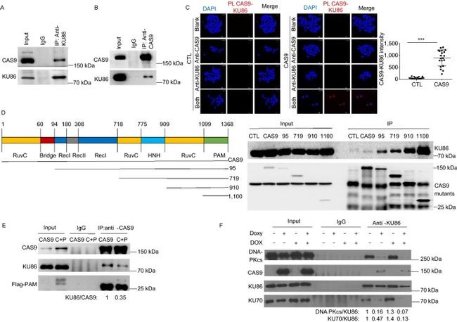 DYKDDDDK Tag Antibody in Western Blot, Immunoprecipitation (WB, IP)