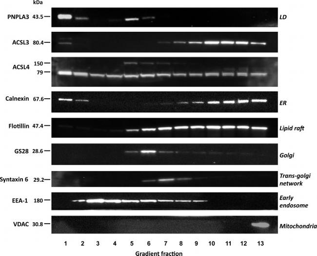 ACSL3 Antibody in Western Blot (WB)