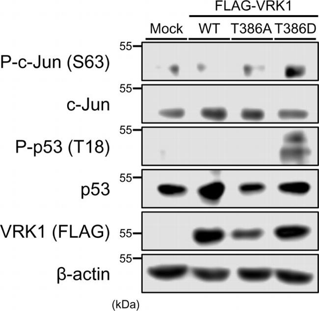 Phospho-p53 (Thr18) Antibody in Western Blot (WB)