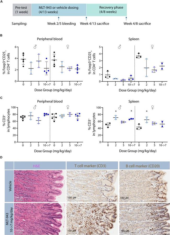 CD20 Antibody in Immunohistochemistry (IHC)