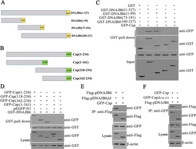 DYKDDDDK Tag Antibody in Immunoprecipitation (IP)