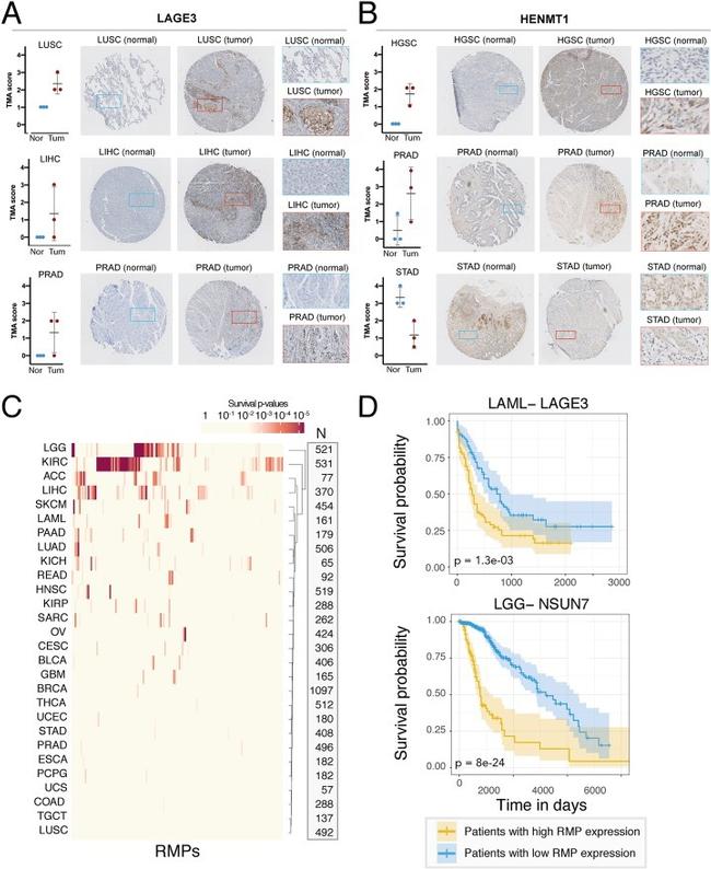 HENMT1 Antibody in Immunohistochemistry (IHC)