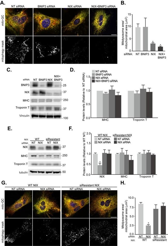 Cardiac Troponin T Antibody in Western Blot (WB)