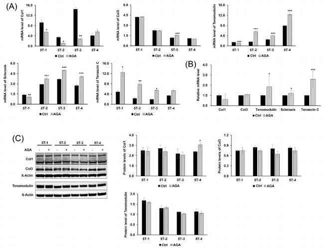 Collagen III Antibody in Western Blot (WB)