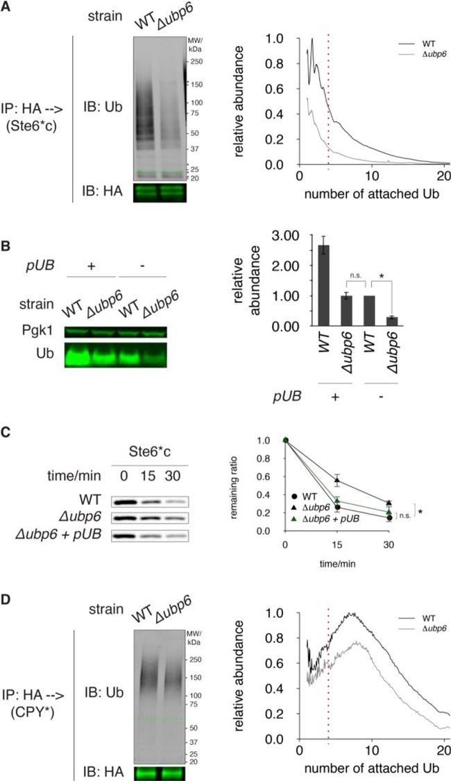 Ubiquitin Antibody in Western Blot (WB)