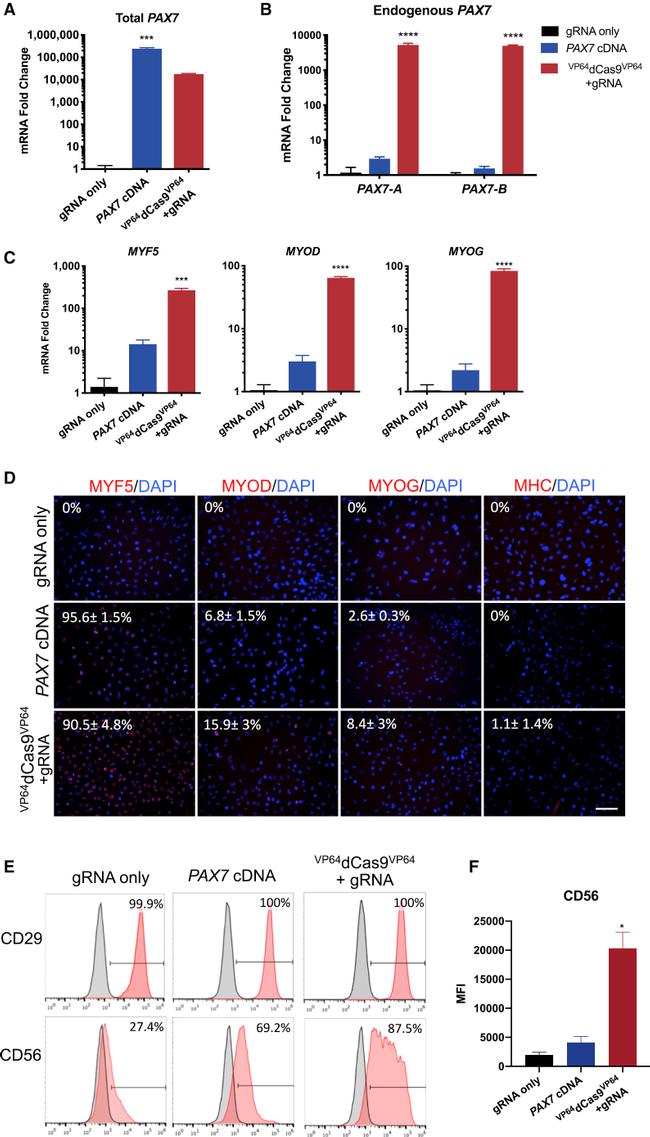 CD29 (Integrin beta 1) Antibody in Flow Cytometry (Flow)