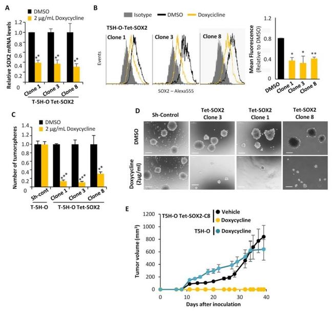 SOX2 Antibody in Flow Cytometry (Flow)