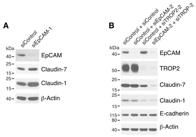 Claudin 7 Antibody in Western Blot (WB)